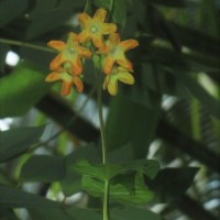 Telosma cordata (Burm.f.) Merr.